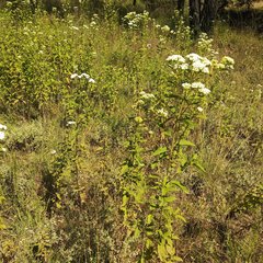 Stevia