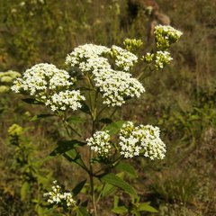 Stevia