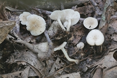 Leucocybe candicans