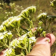 Stevia