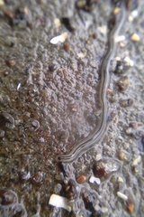 Nemertopsis bivittata