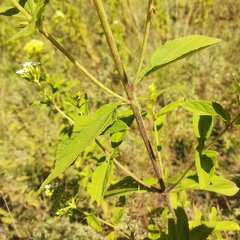 Stevia