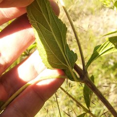 Stevia