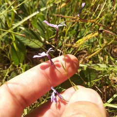 Diastatea tenera