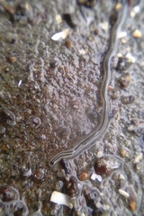 Nemertopsis bivittata