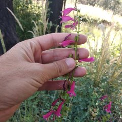 Penstemon roseus