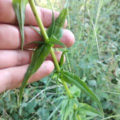 Penstemon roseus