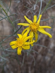 Senecio flaccidus douglasii