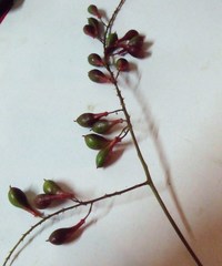 Mischocarpus exangulatus