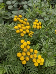 Tanacetum vulgare