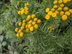 Tanacetum vulgare