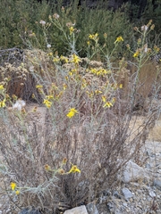 Senecio flaccidus douglasii