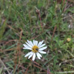 Symphyotrichum moranense