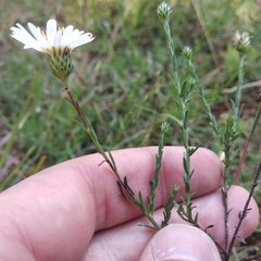 Symphyotrichum moranense