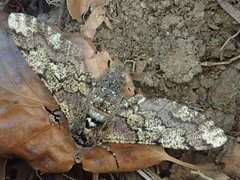 Biston robustum robustum