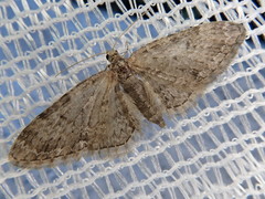 Eupithecia subbreviata