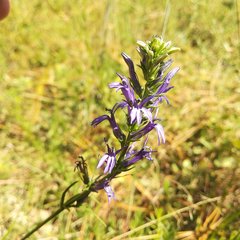 Lobelia