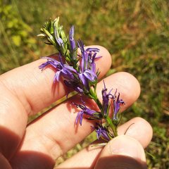 Lobelia