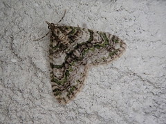 Esakiopteryx volitans