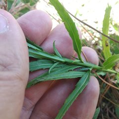 Lobelia