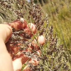 Poaceae