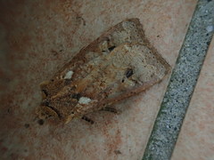 Rhynchaglaea fuscipennis