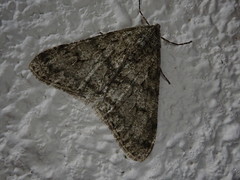 Phigalia sinuosaria