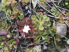 Drosera aberrans