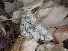 Agriopis dira