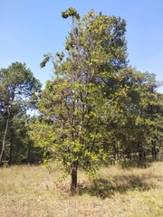 Quercus