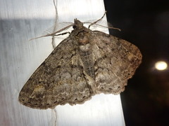 Cleora leucophaea
