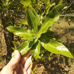 Quercus