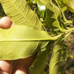Quercus