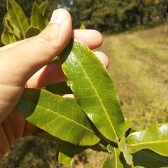Quercus