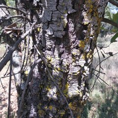 Quercus