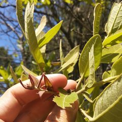 Quercus