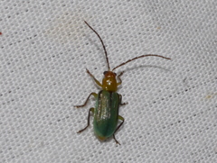 Diabrotica longicornis