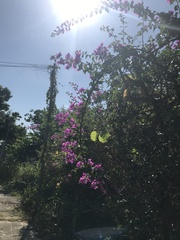 Bougainvillea spectabilis