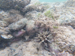 Eucidaris thouarsii