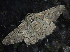 Biston robustum robustum
