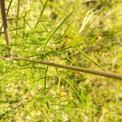 Cosmos bipinnatus