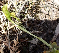 Pterostylis tasmanica