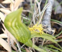 Pterostylis tasmanica