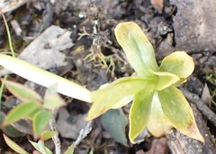 Pterostylis tasmanica