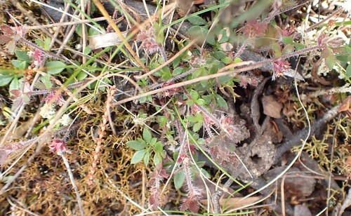 Image of Xanthosia tasmanica by no rights reserved