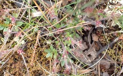 Xanthosia tasmanica