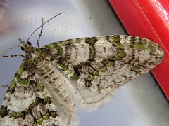 Esakiopteryx volitans