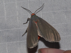 Pygarctia murina
