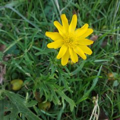 Ranunculus