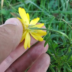 Ranunculus